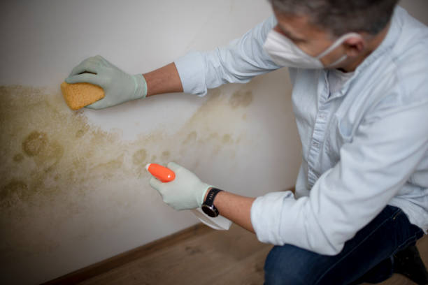Professional Mold Removal in Watts Mills, SC