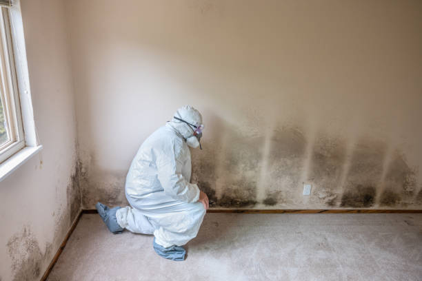 Best Attic Mold Removal  in Watts Mills, SC